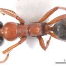 Plancia ëd Iridomyrmex cephaloinclinus Shattuck 1993