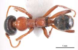 Plancia ëd Iridomyrmex cephaloinclinus Shattuck 1993