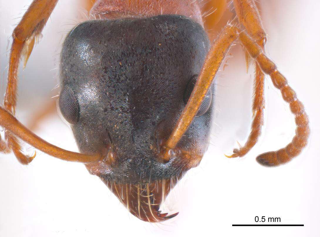 Image of Iridomyrmex cephaloinclinus Shattuck 1993