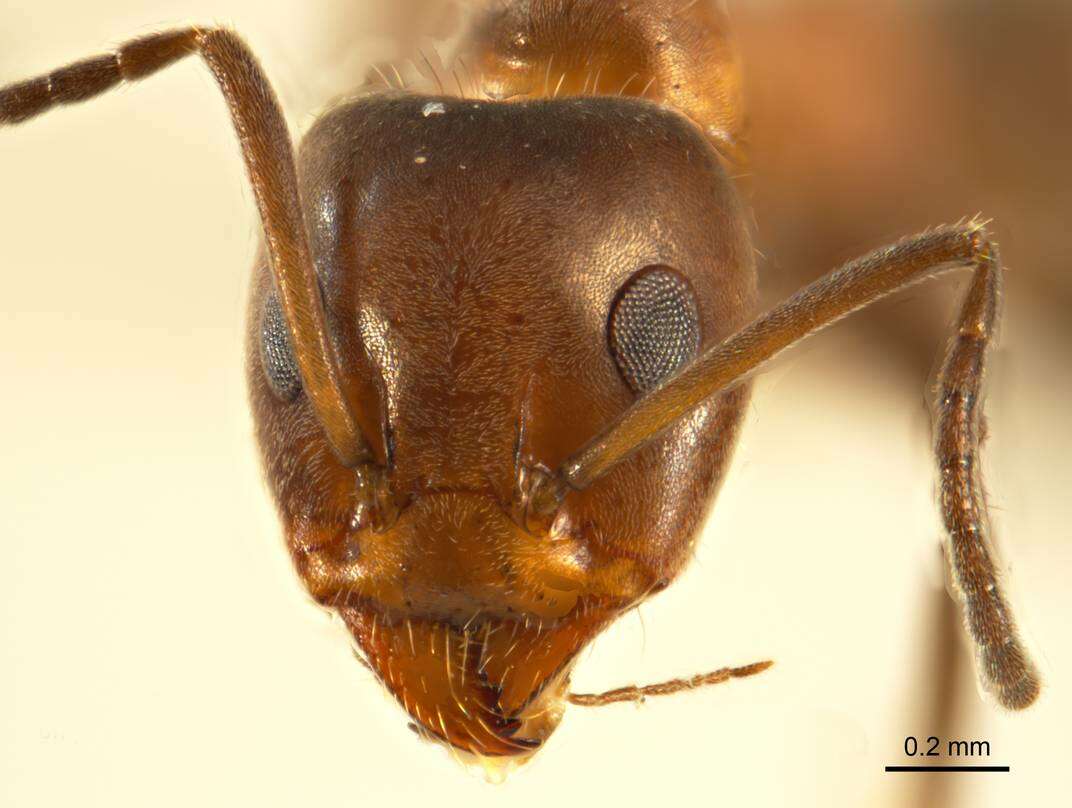 Image of Iridomyrmex chasei Forel 1902