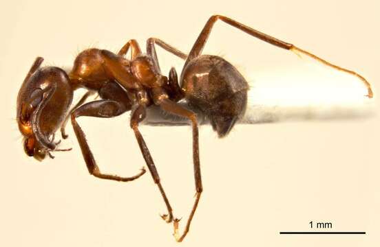 Image of Iridomyrmex chasei Forel 1902