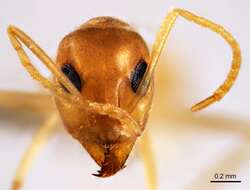 Image of Iridomyrmex exsanguis Forel 1907