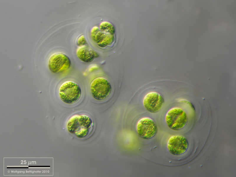 صورة Gloeocystis botryoides (Kützing) Nägeli