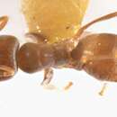 Image of Iridomyrmex mjobergi Forel 1915