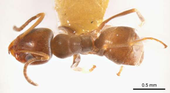 Image of Iridomyrmex mjobergi Forel 1915