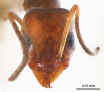 Image of Iridomyrmex mjobergi Forel 1915