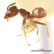 Image of Iridomyrmex mjobergi Forel 1915