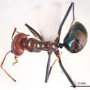 Image of Iridomyrmex sanguineus Forel 1910