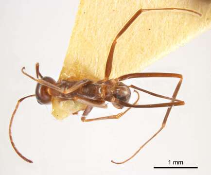 Image of <i>Iridomyrmex tenuiceps</i>