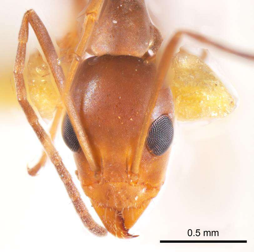 Image of <i>Iridomyrmex tenuiceps</i>