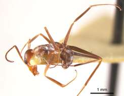 Image of <i>Iridomyrmex tenuiceps</i>