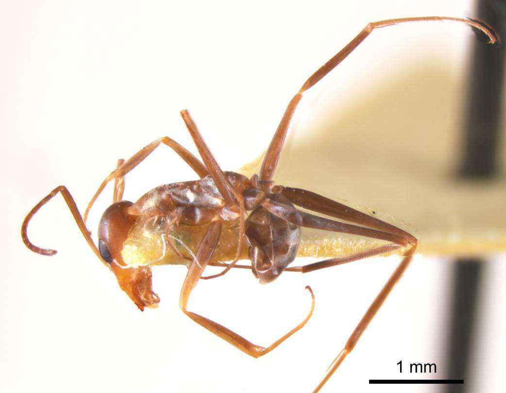 Image of <i>Iridomyrmex tenuiceps</i>