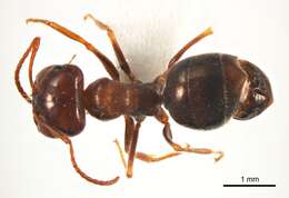 Image of <i>Melophorus microtriches</i>