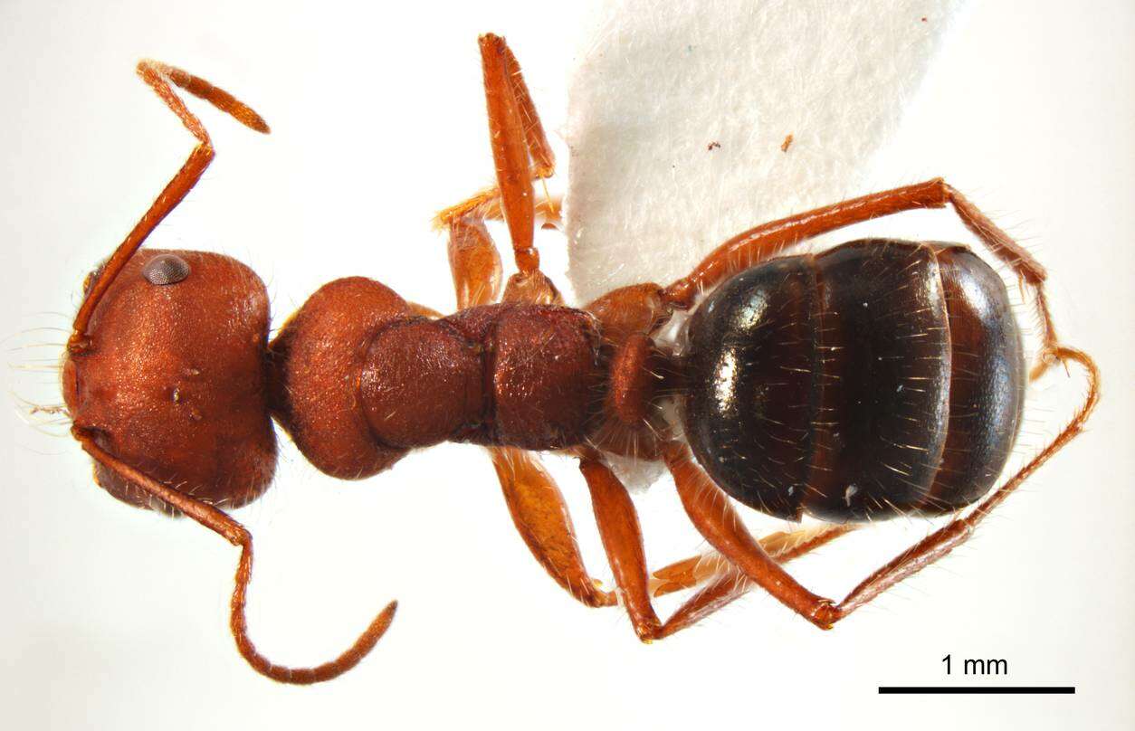 <i>Melophorus hirsutipes</i>的圖片