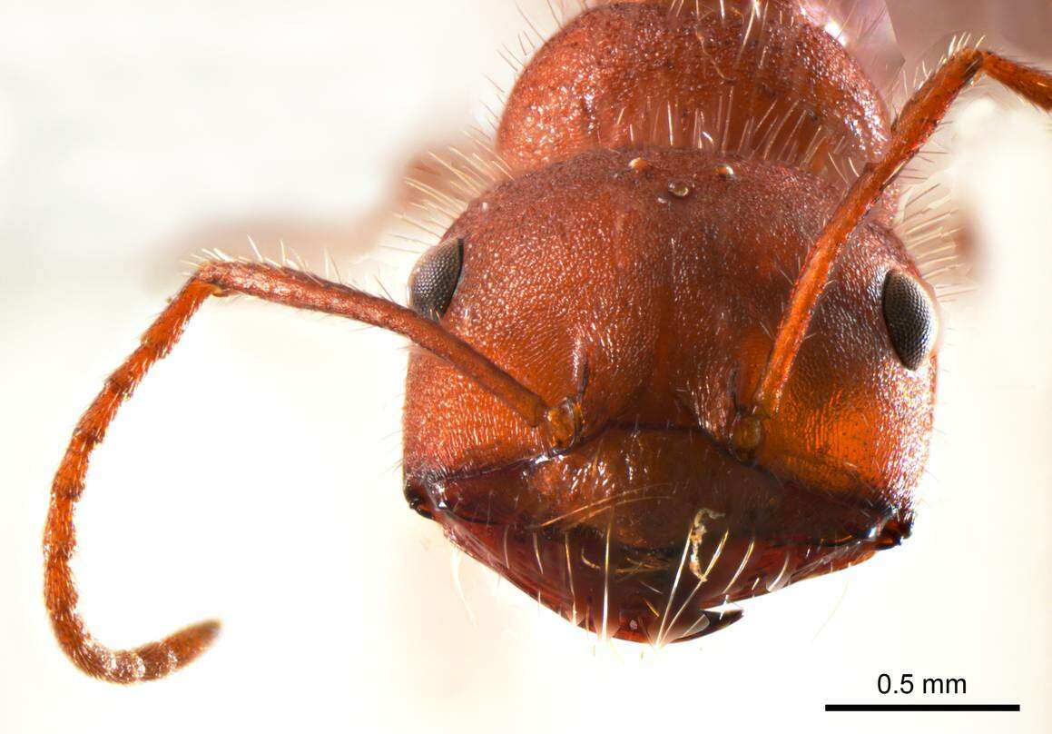 <i>Melophorus hirsutipes</i>的圖片