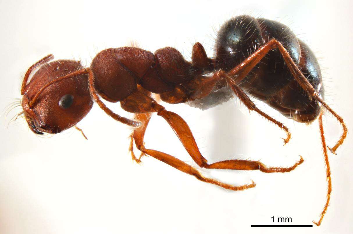 <i>Melophorus hirsutipes</i>的圖片