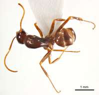 Imagem de <i>Melophorus teretinotus</i>