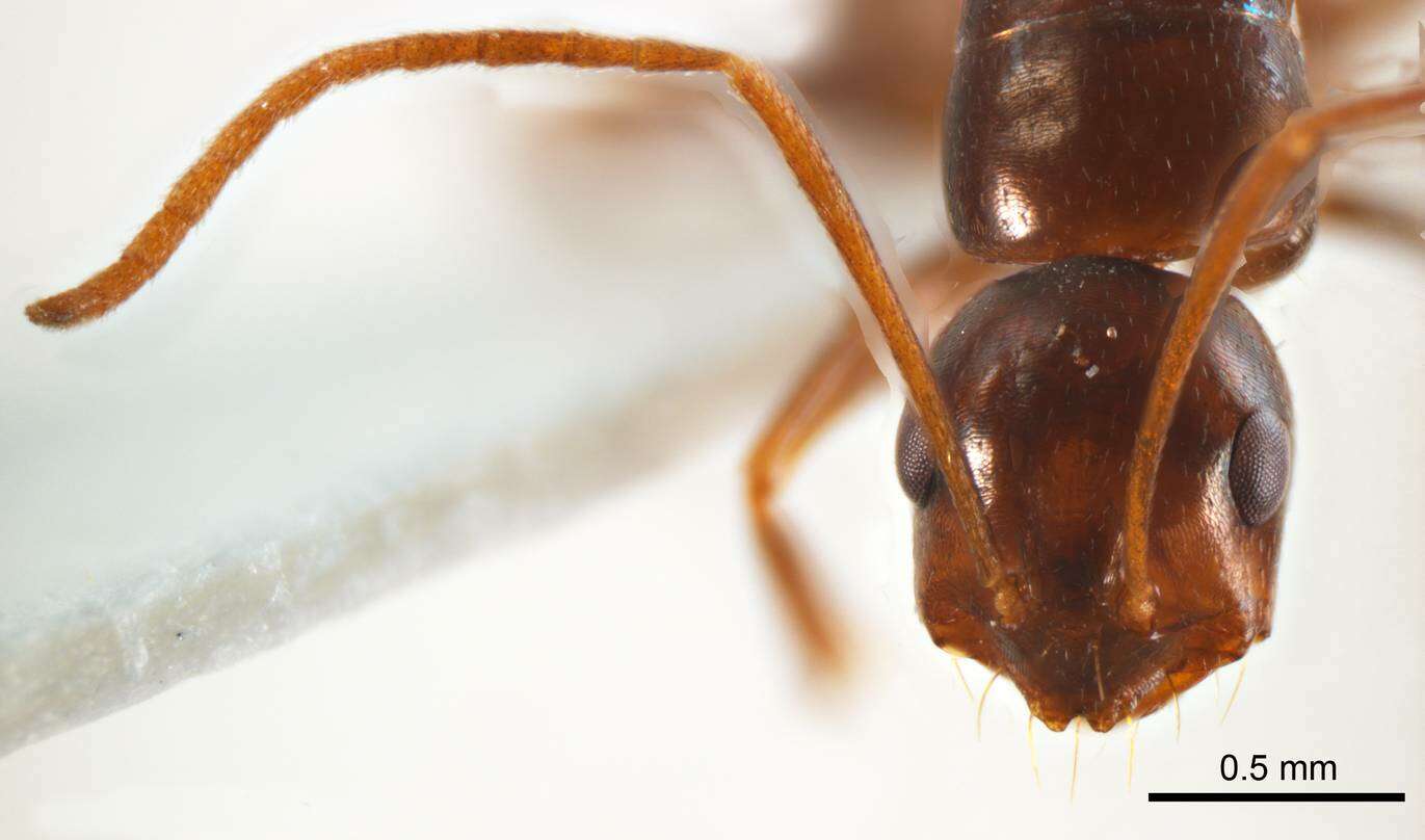 Imagem de <i>Melophorus teretinotus</i>