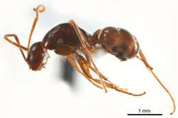 Image of <i>Melophorus teretinotus</i>