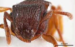 Image of Meranoplus dimidiatus Smith 1867