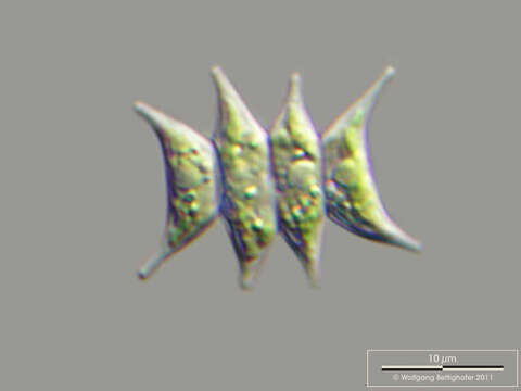 Tetradesmus dimorphus的圖片