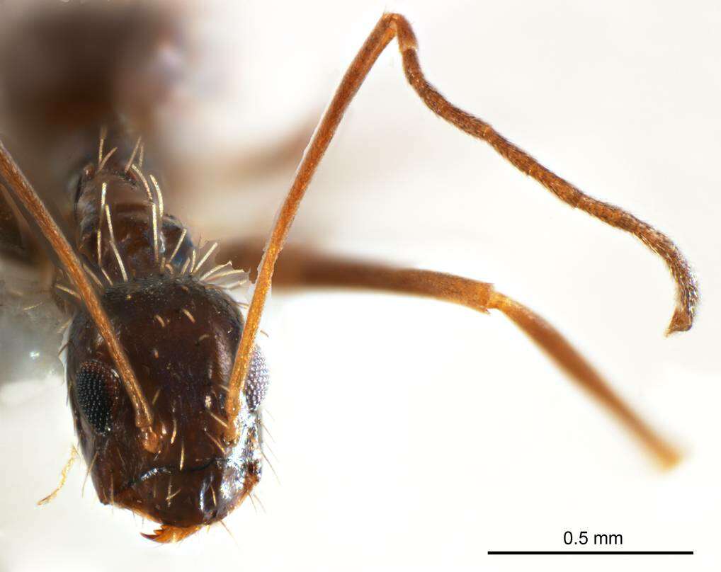 Image of Crazy Ant