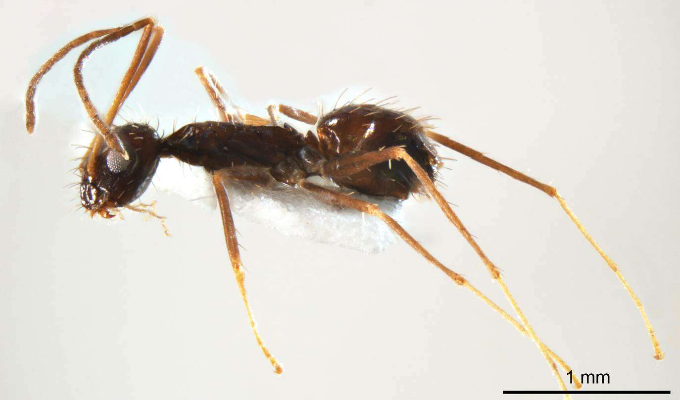 Image of Crazy Ant