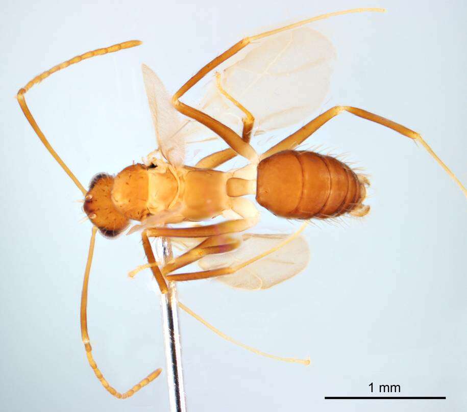 Image of Crazy Ant