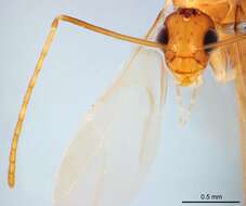 Image of Crazy Ant