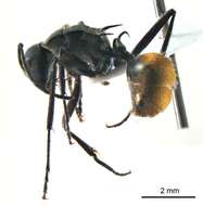 صورة Polyrhachis ammonoeides Roger 1863