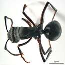 Image of Polyrhachis gravis Clark 1930