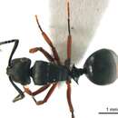 Image of Polyrhachis inconspicua Emery 1887
