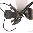 Image of <i>Polyrhachis seducta</i>