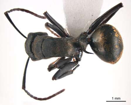 Image de <i>Polyrhachis seducta</i>