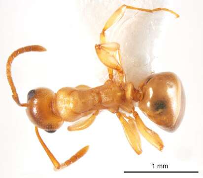 Image of Stigmacros termitoxena Wheeler 1936