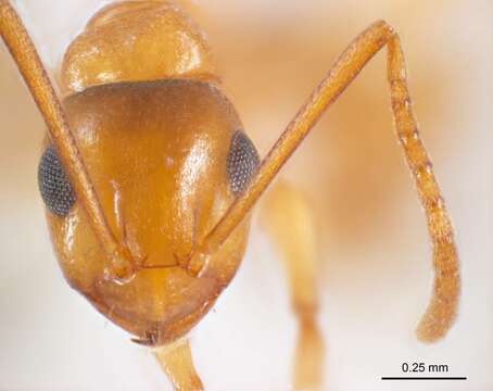 Image of Stigmacros termitoxena Wheeler 1936