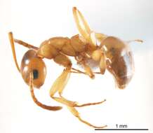 Image of Stigmacros termitoxena Wheeler 1936