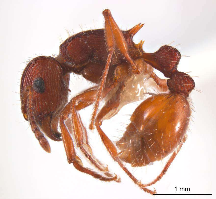 Image of Tetramorium sjostedti Forel 1915