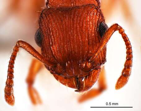 Image of Tetramorium striolatum Viehmeyer 1914