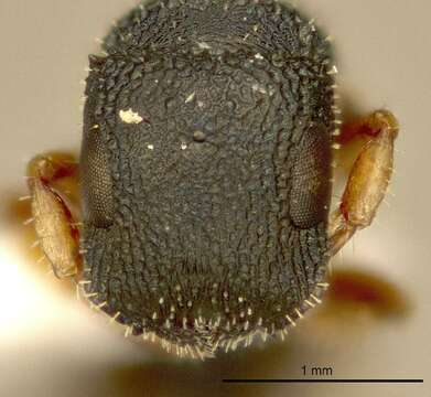 Image of Savanna sculpted tree ant