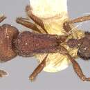 Image of Pogonomyrmex naegelii Forel 1878