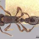Image of Pogonomyrmex schmitti Forel 1901