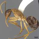 Image of <i>Camponotus tol</i>