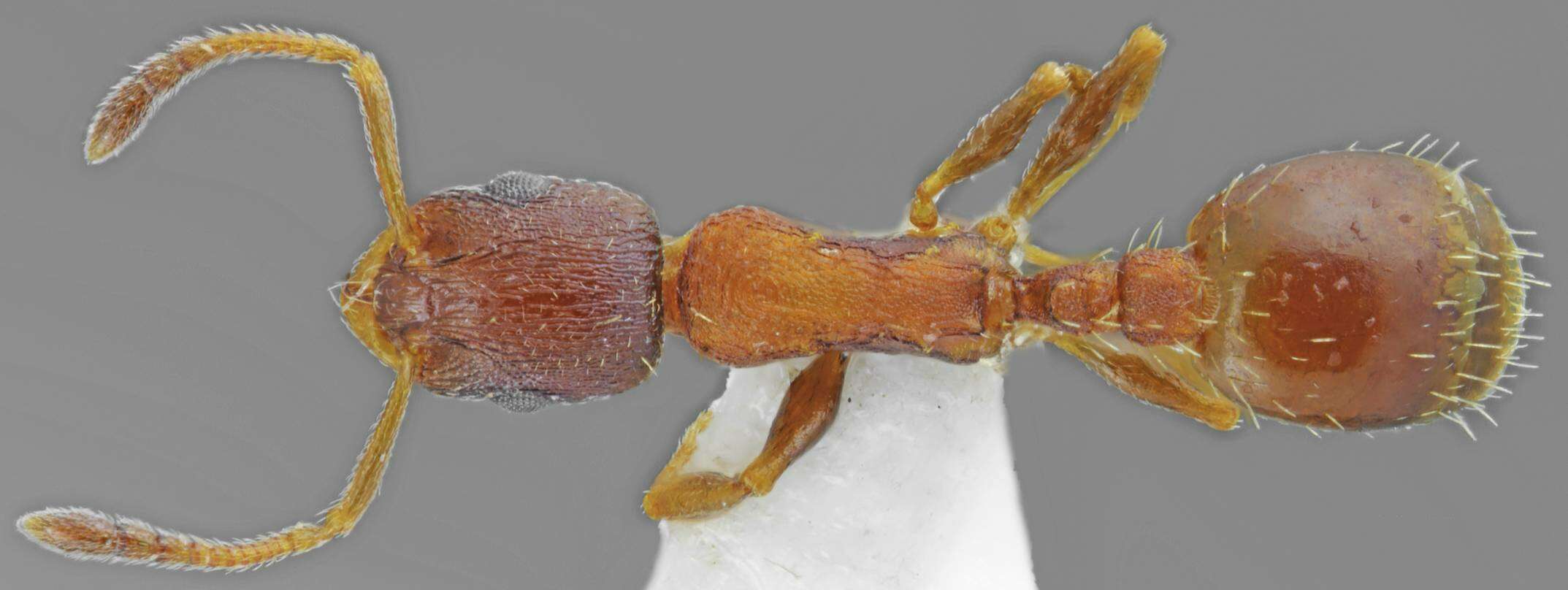 Image of Temnothorax alpinus