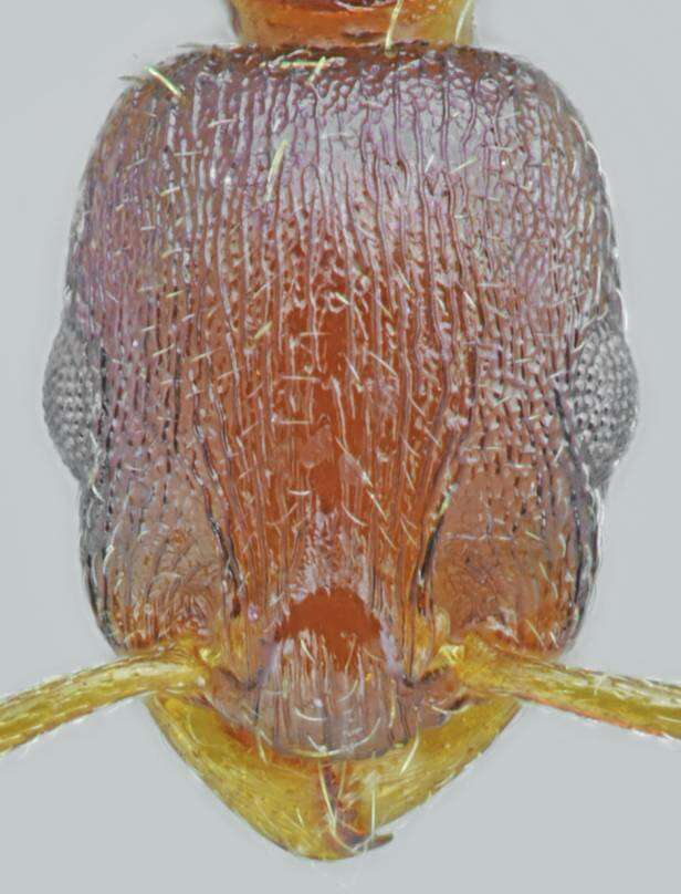 Image of Temnothorax alpinus