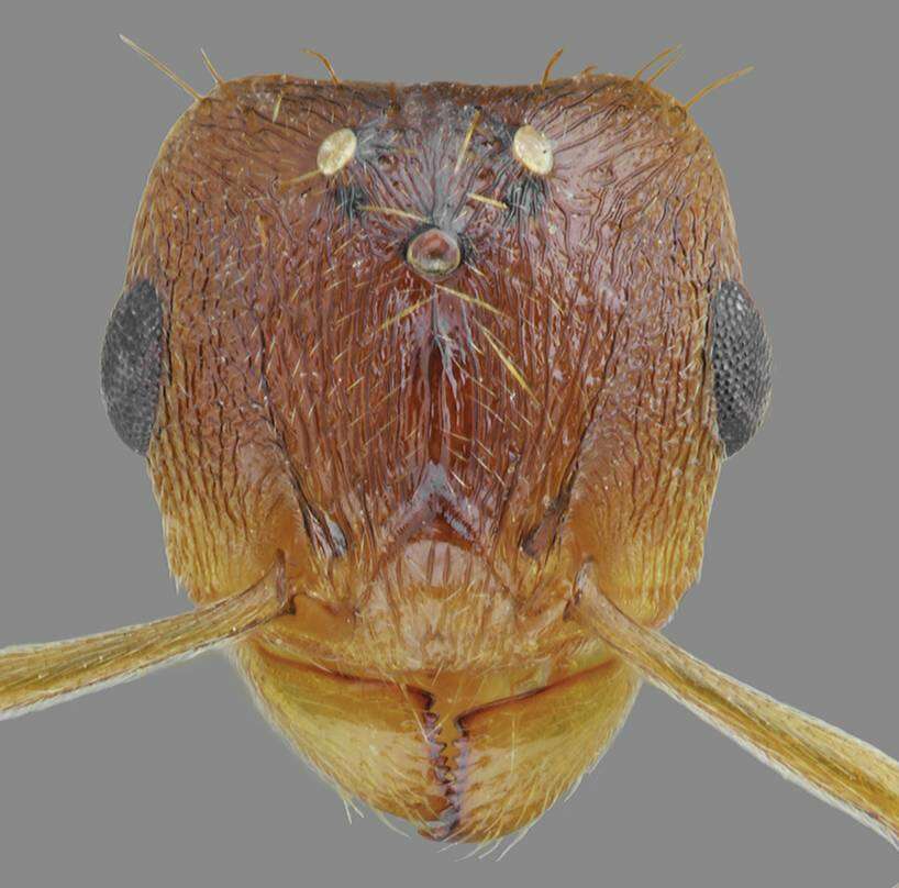 Image of Tetramorium densopilosum Radchenko & Arakelian 1990