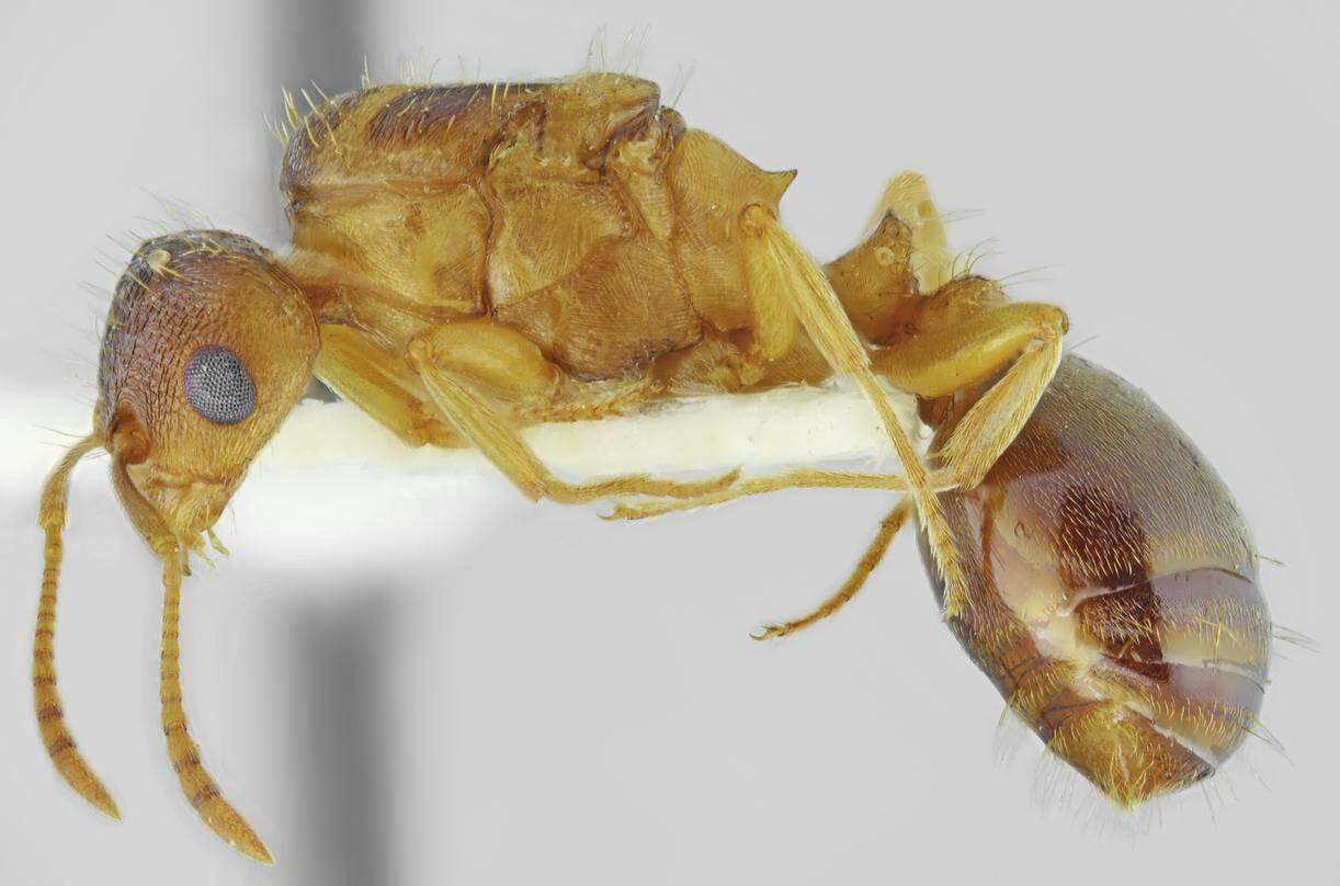 Image of Tetramorium densopilosum Radchenko & Arakelian 1990