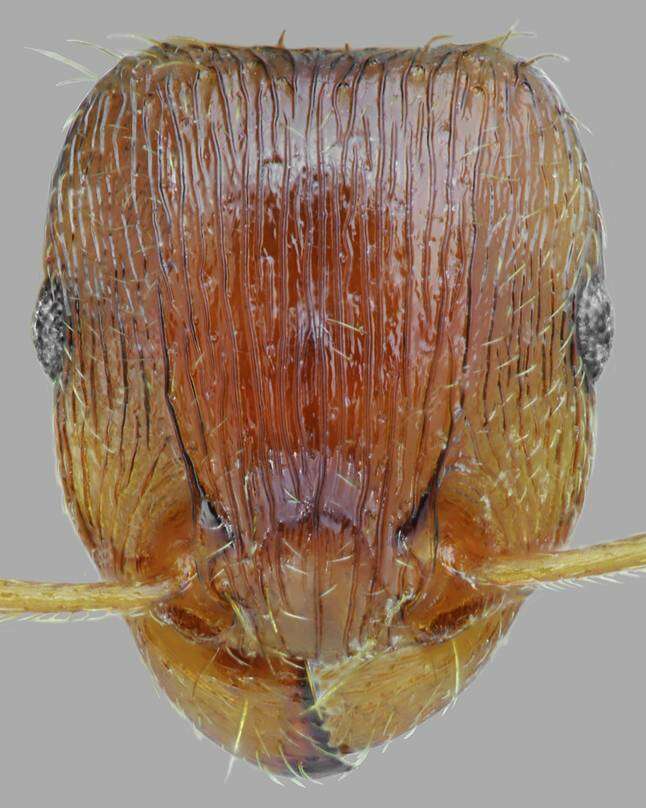 Image of Tetramorium densopilosum Radchenko & Arakelian 1990