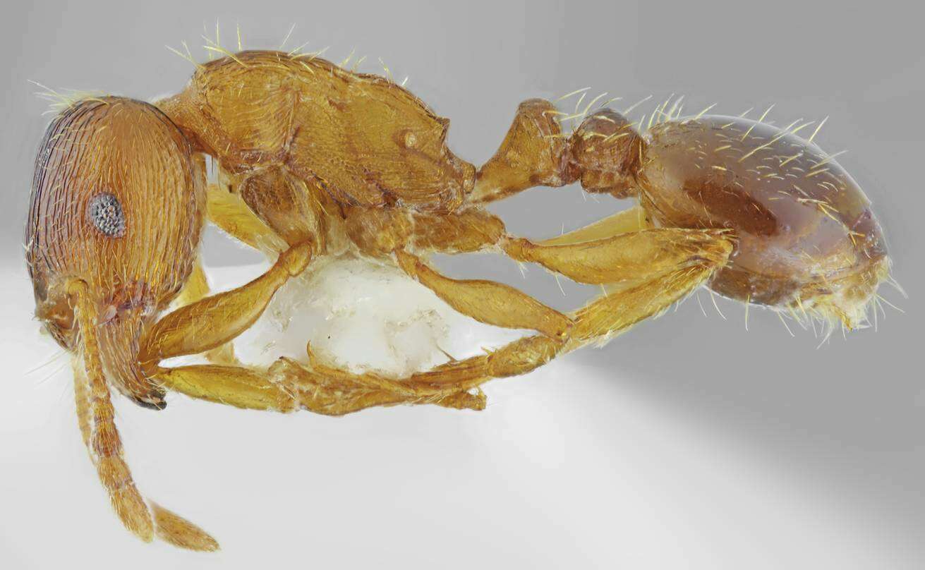 Image of Tetramorium densopilosum Radchenko & Arakelian 1990