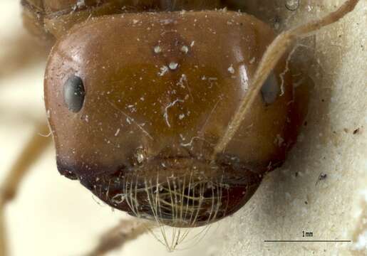 Image of Melophorus laticeps Wheeler 1915